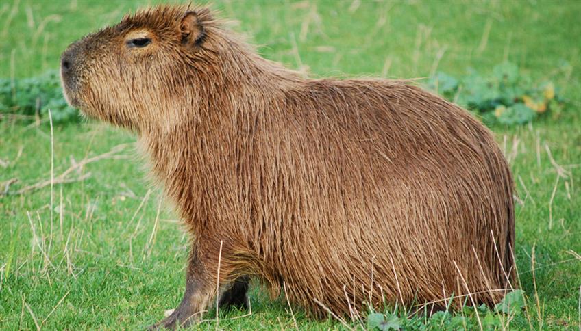 Il capibara